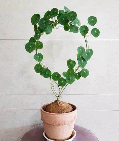 Stephania Erecta Plant