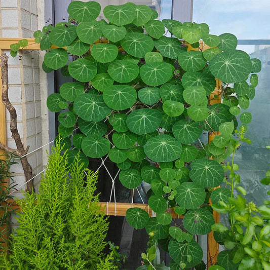 Stephania Erecta Plant